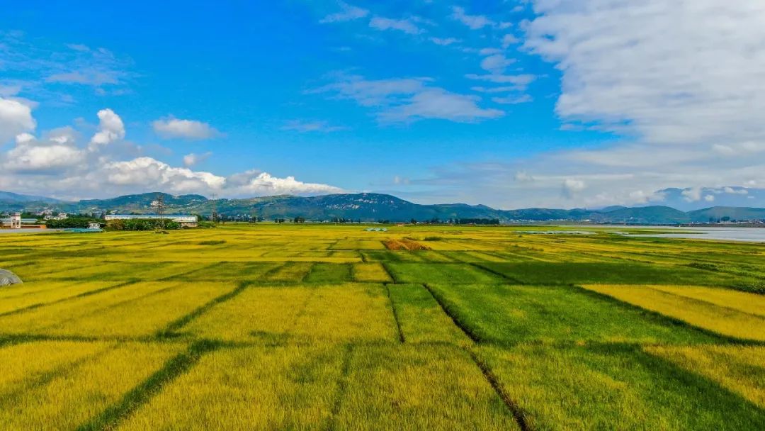 云南省人民政府网