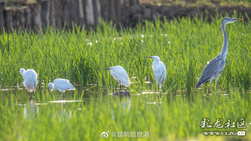 昆明信息港