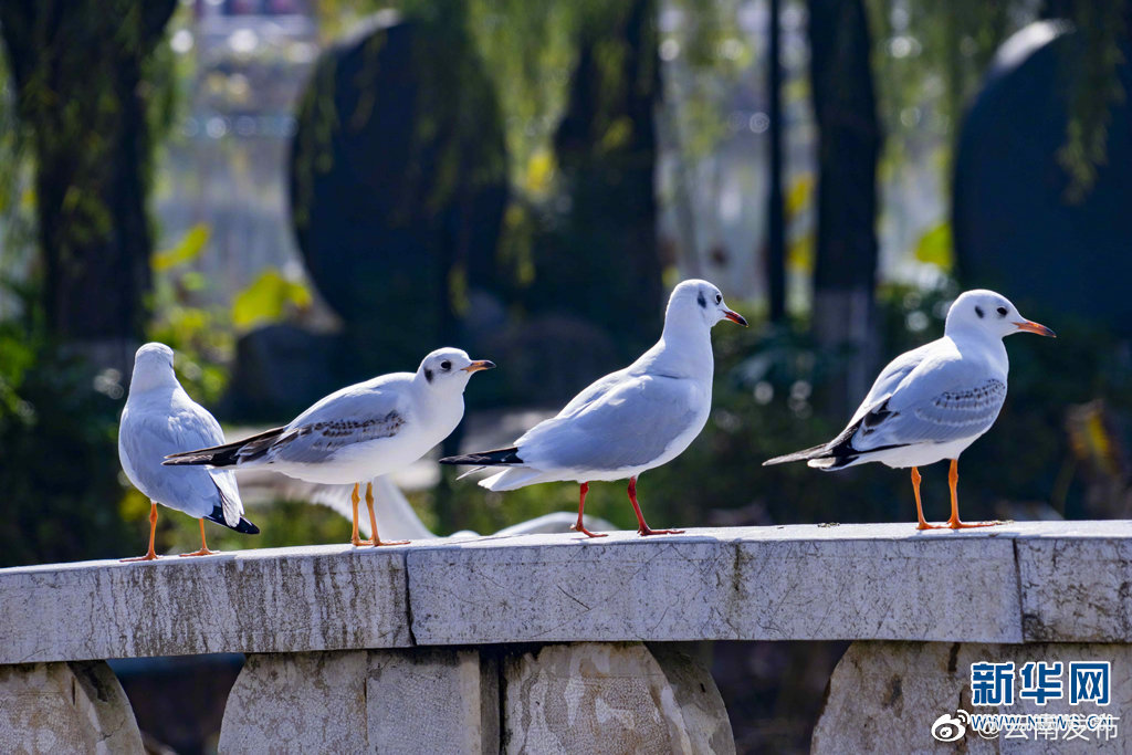 “云南发布”微博