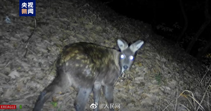 原麝现身黑龙江东宁