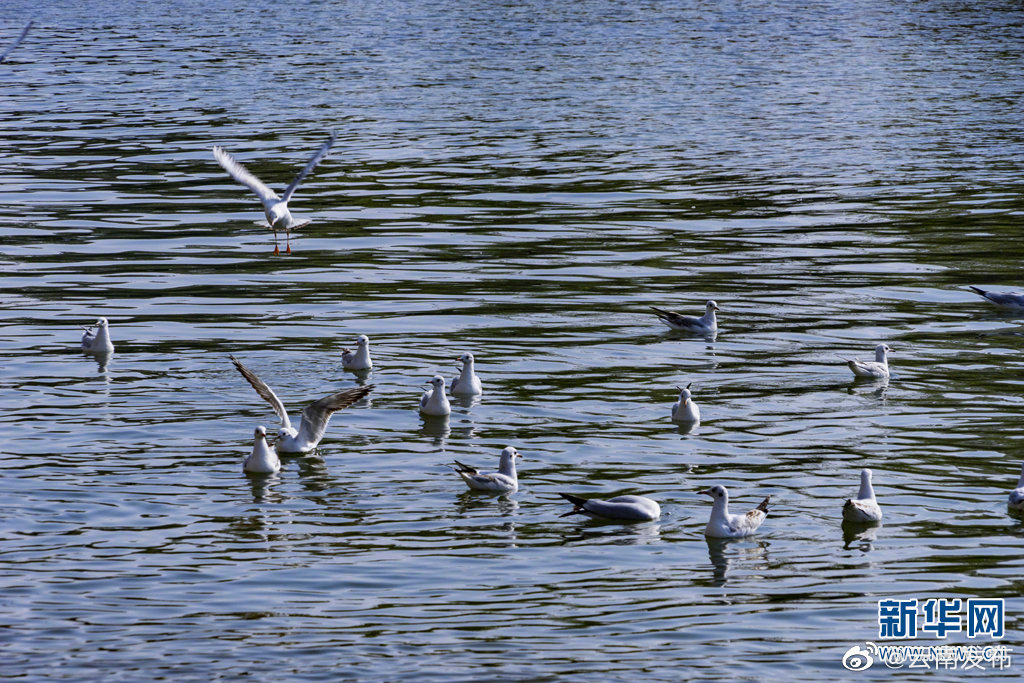 “云南发布”微博