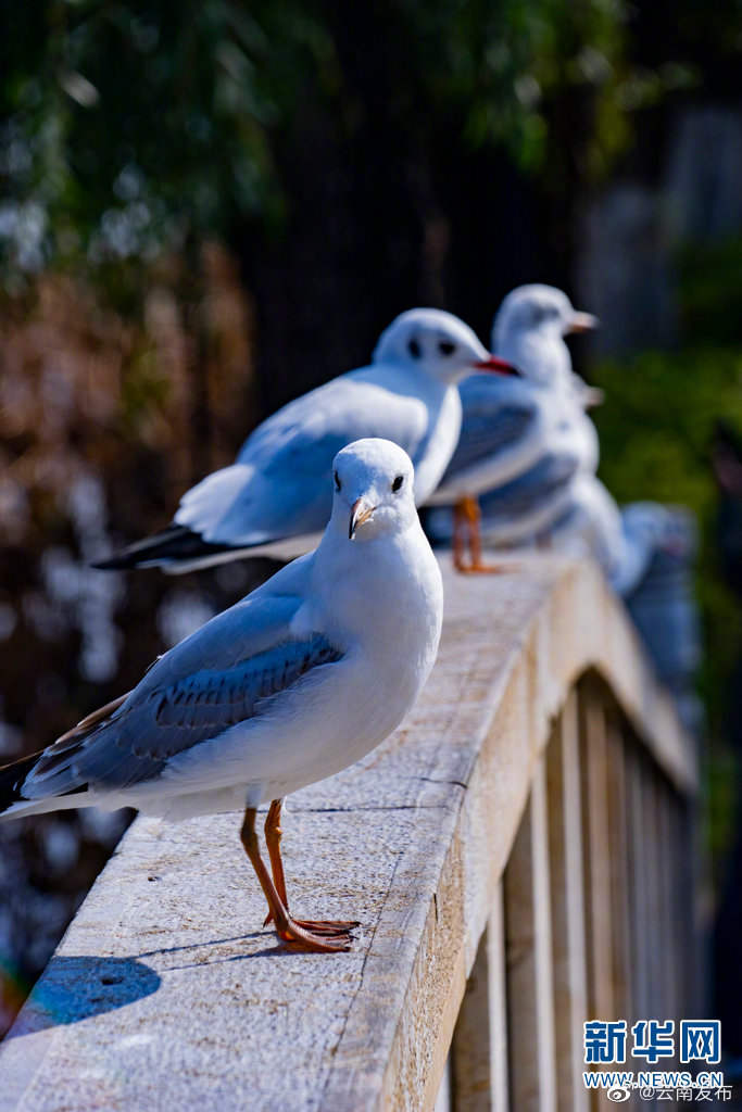 “云南发布”微博