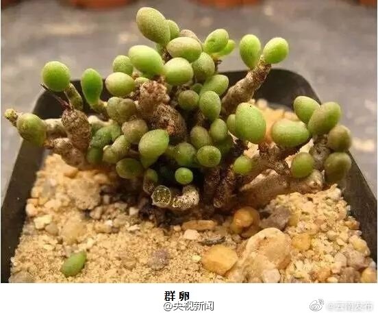 “云南发布”微博