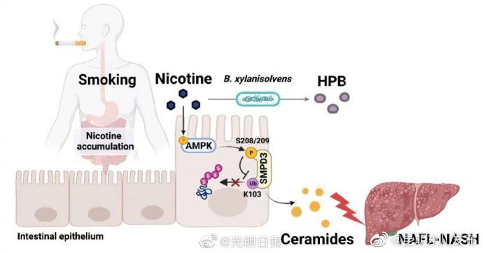 人类肠道菌群可有效降解肠道尼古丁