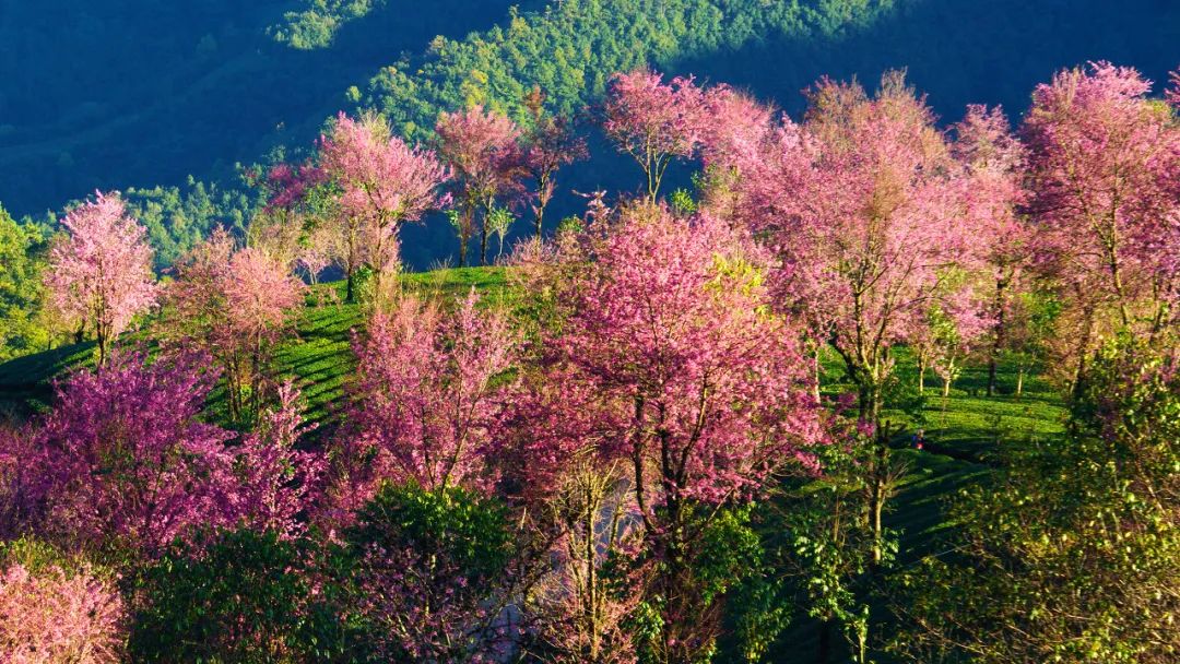 一部手机游云南