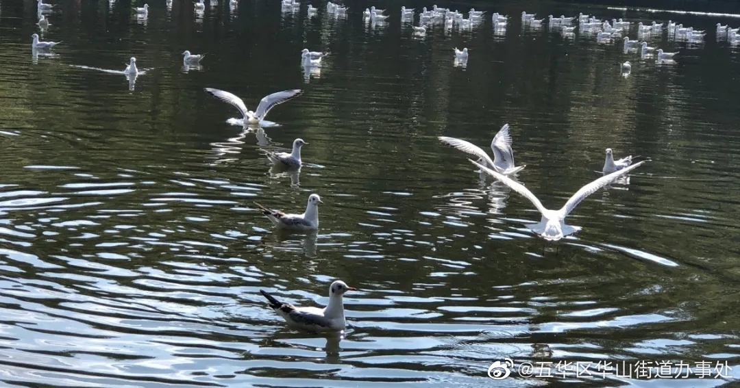 海鸥飞临翠湖，与昆明人共赴冬季浪漫之约