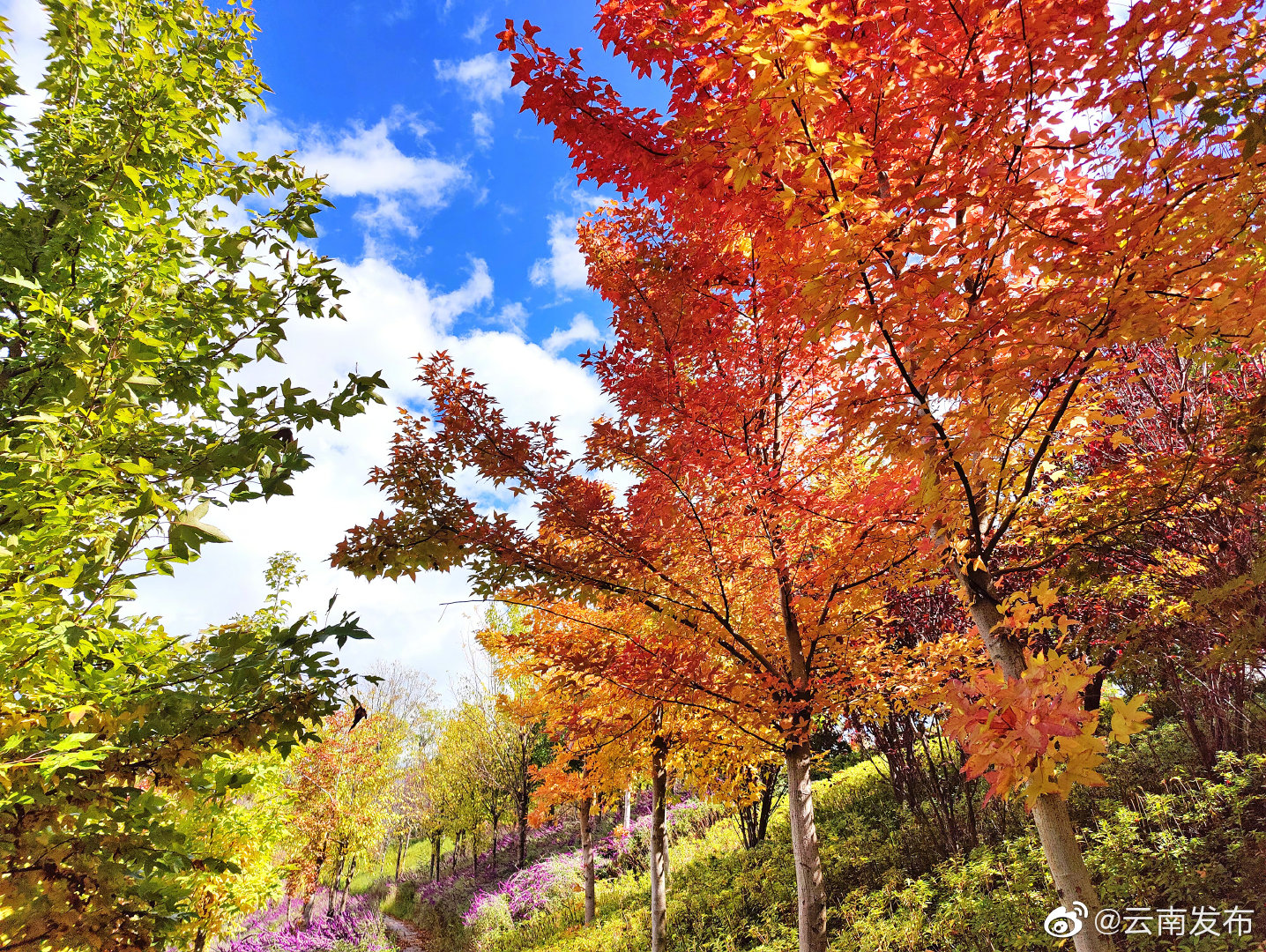 “云南发布”微博