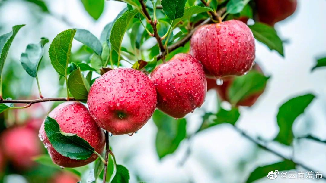 昭通苹果入选国家农业品牌精品培育计划