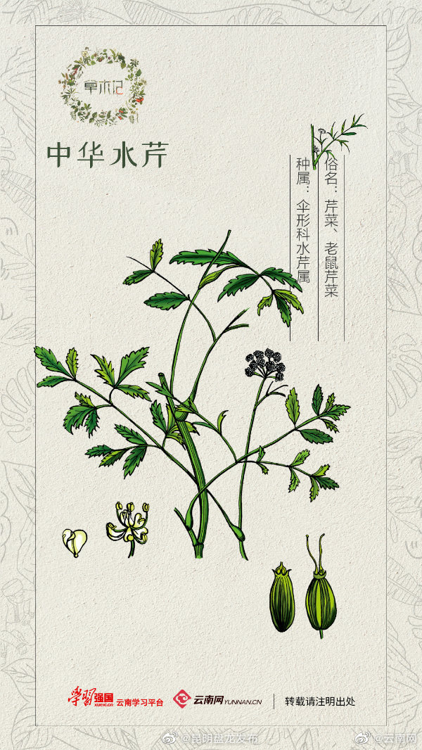 草木记丨中华水芹：一把酸鲜可口的芹菜里 藏着最惬意的生活 也藏着最踏实的幸福