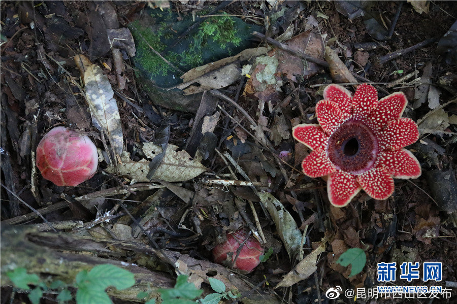 昆明市西山区发布