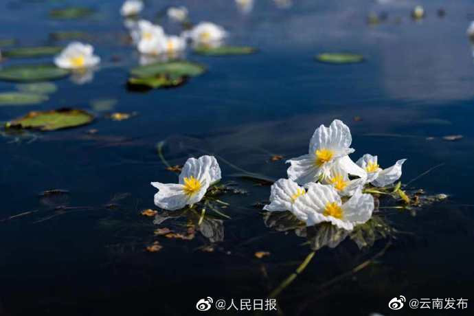 “云南发布”微博