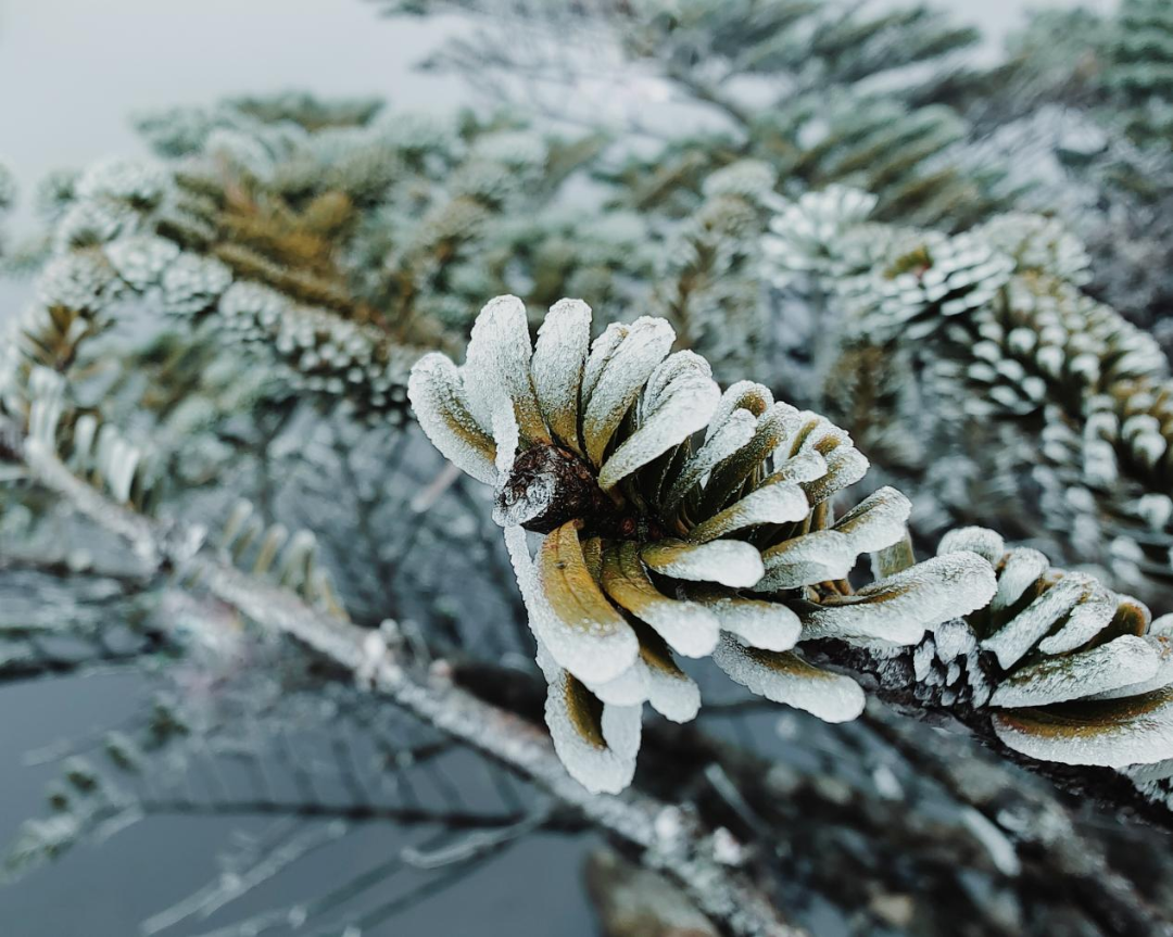 昆明轿子山旅游