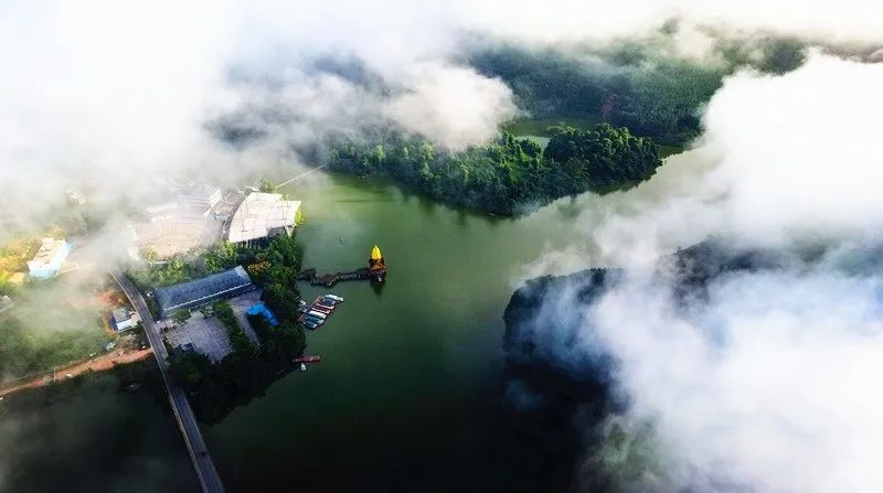 西双版纳望天树景区