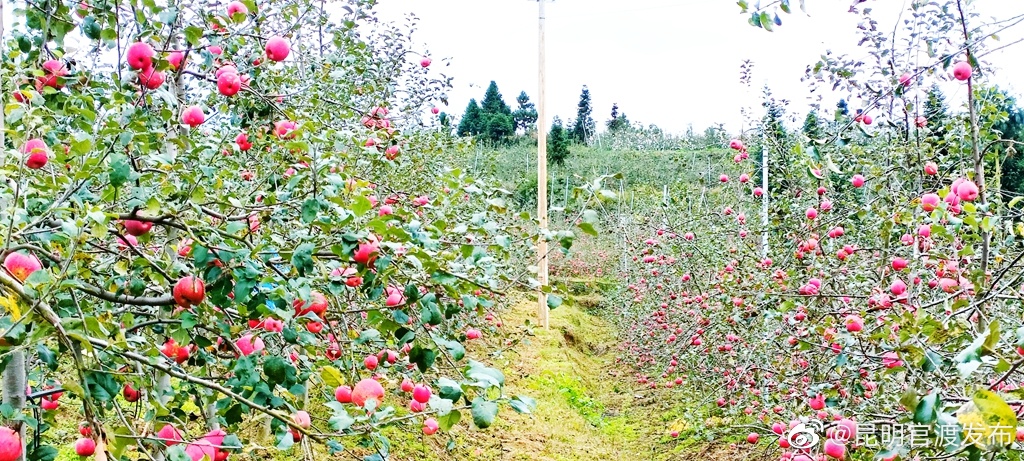 “昆明官渡发布”微博