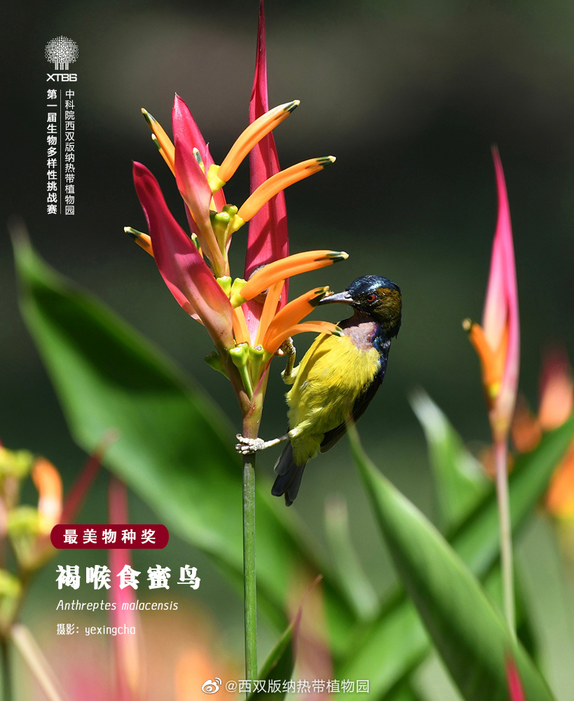 西双版纳热带植物园微博
