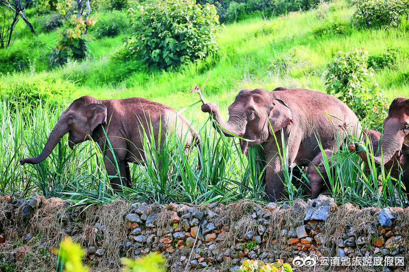 2021年国内旅游宣传推广优秀案例名单公布，云南1案例入选！