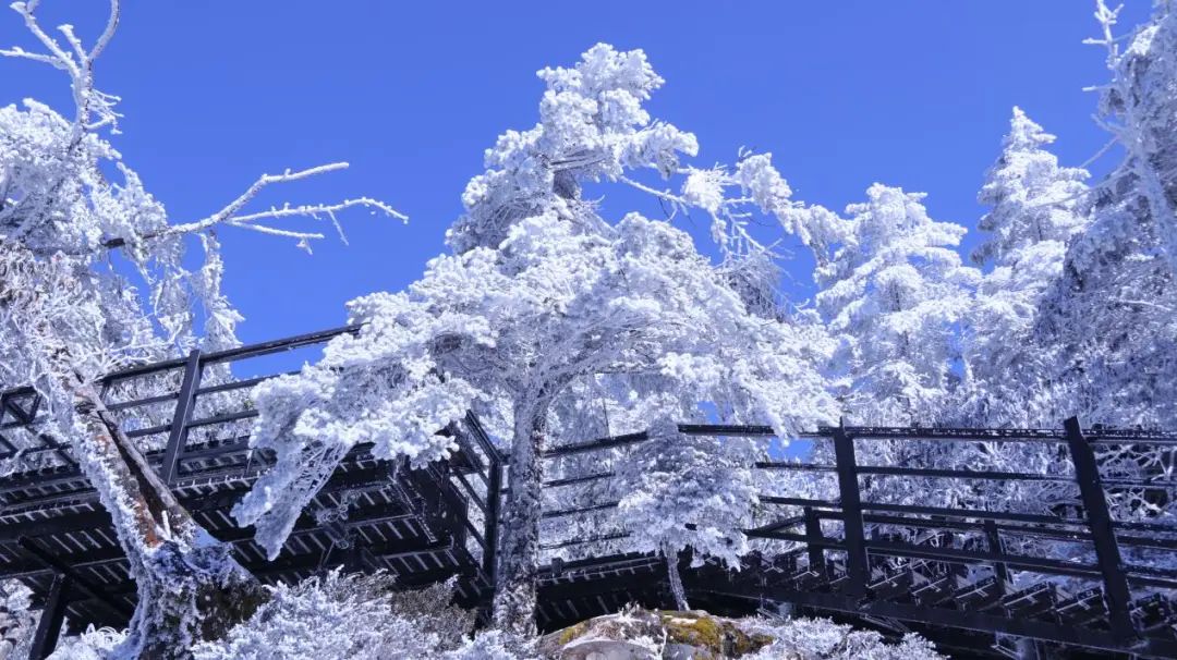 昆明轿子山旅游