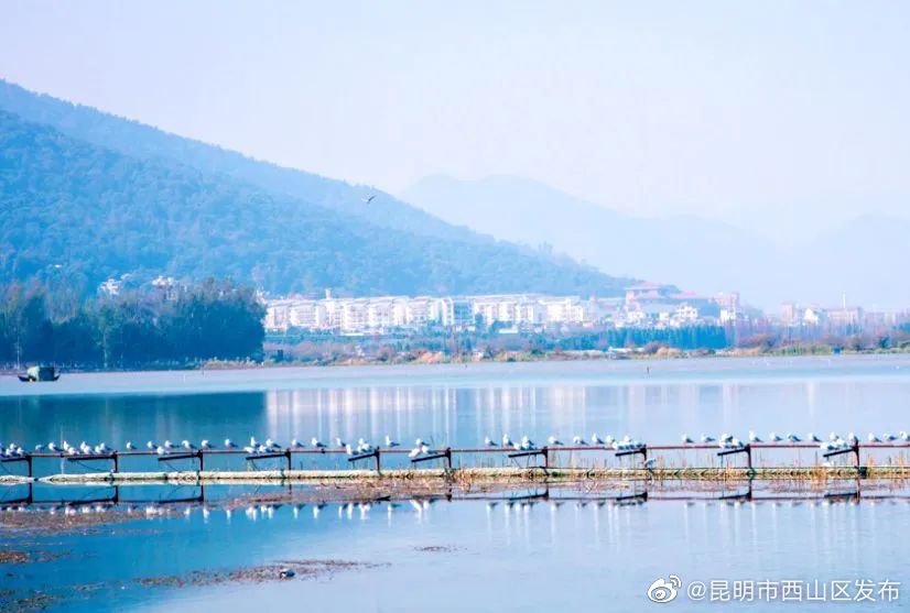 昆明市西山区发布