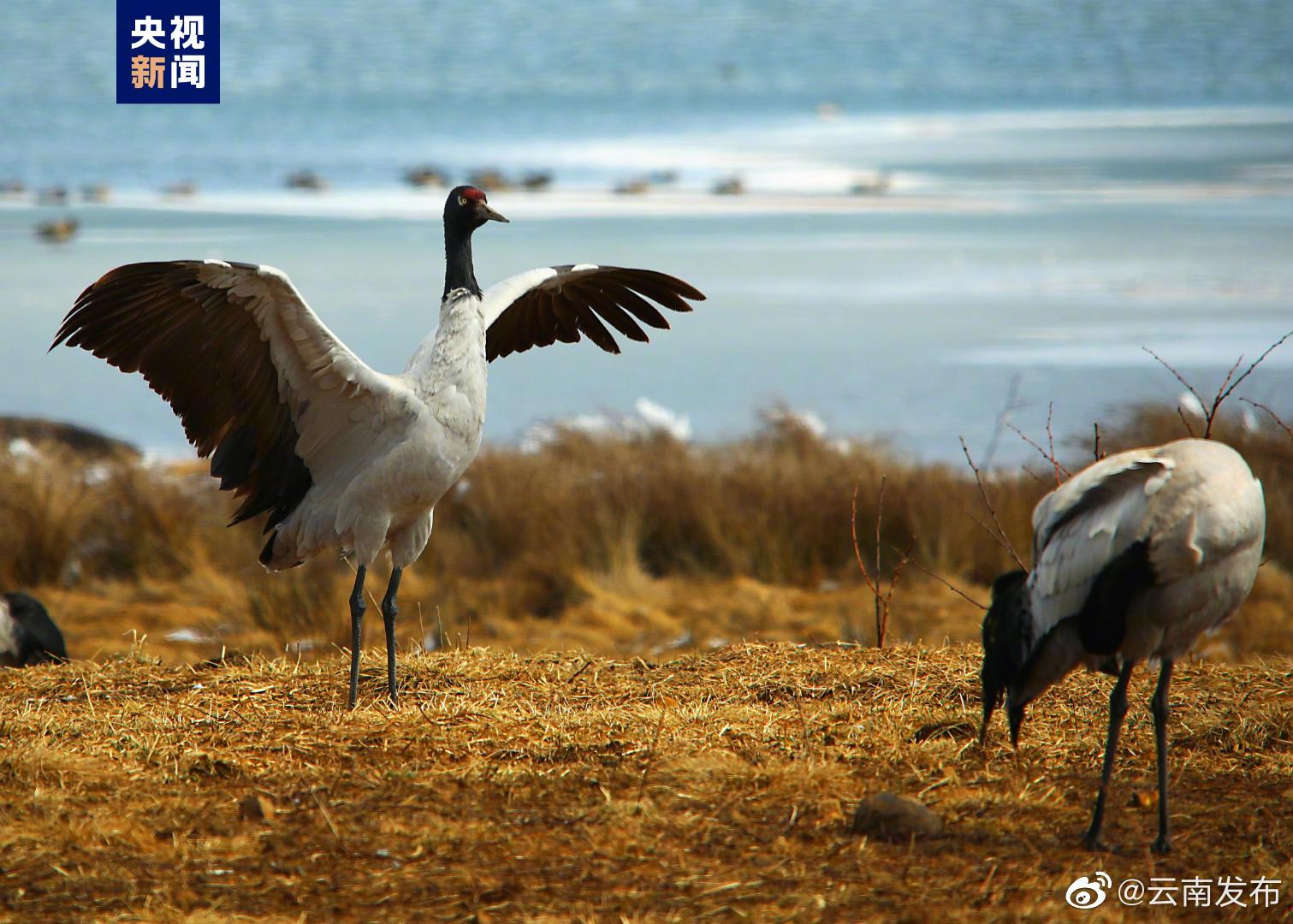 “云南发布”微博