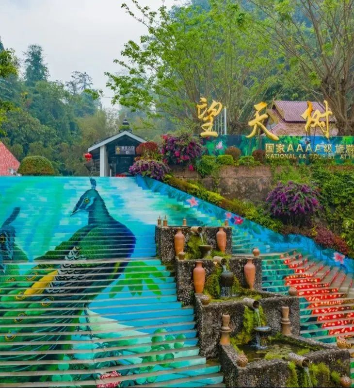 西双版纳望天树景区