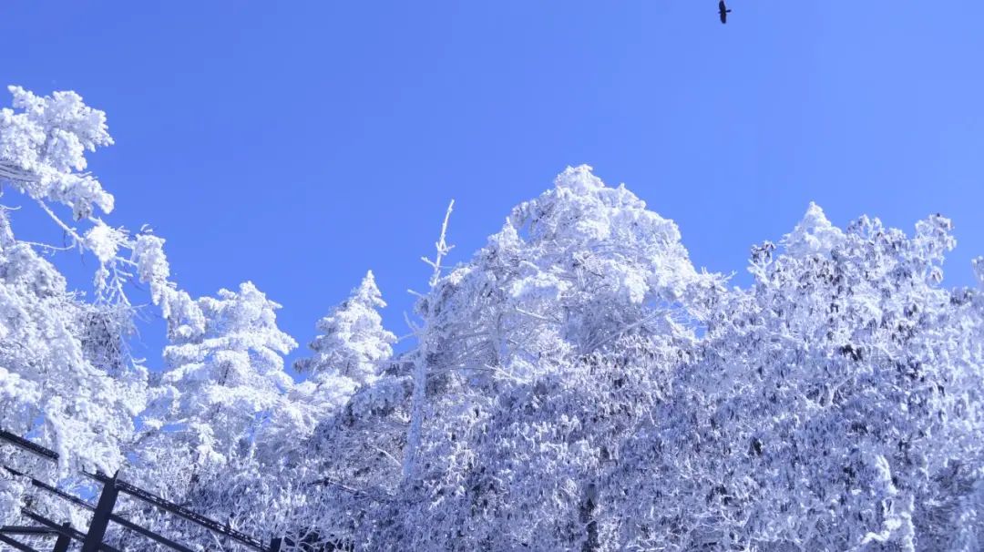 昆明轿子山旅游