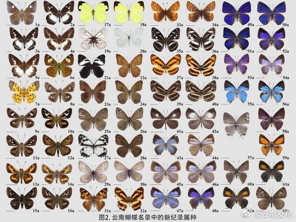 “云南发布”微博