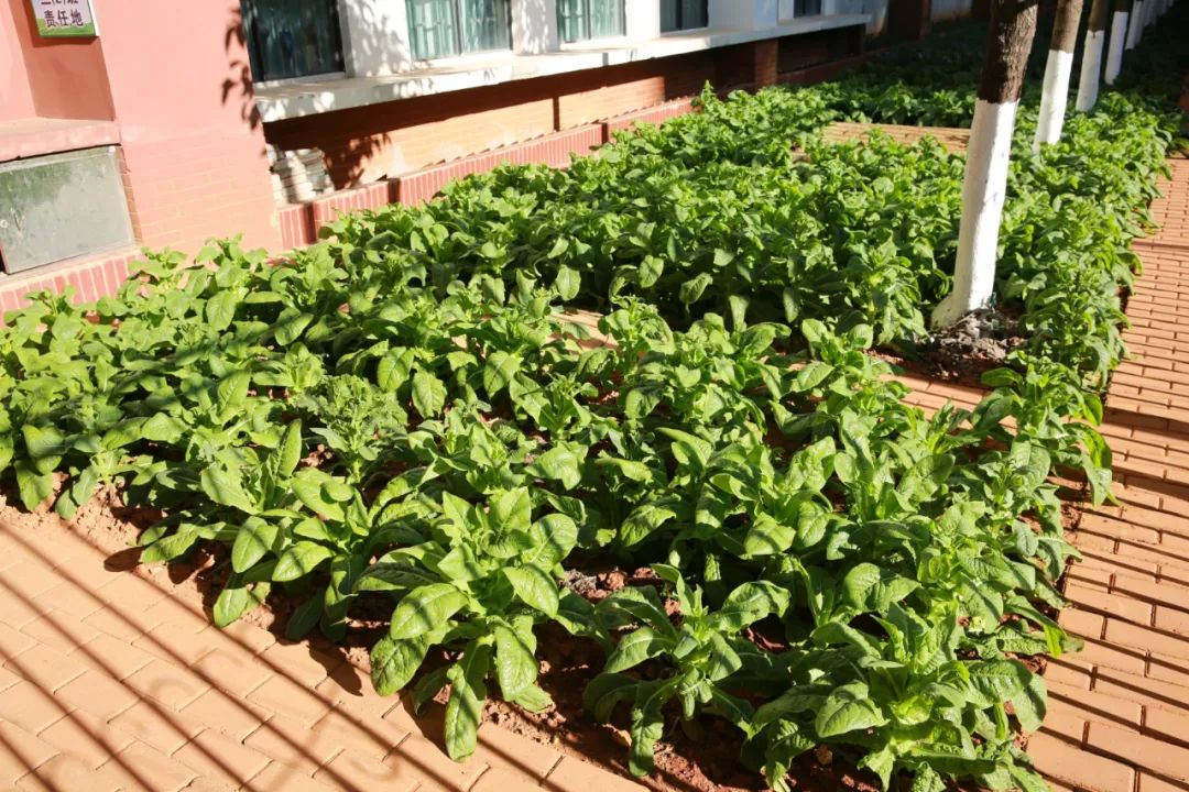 盘龙教育(微信)