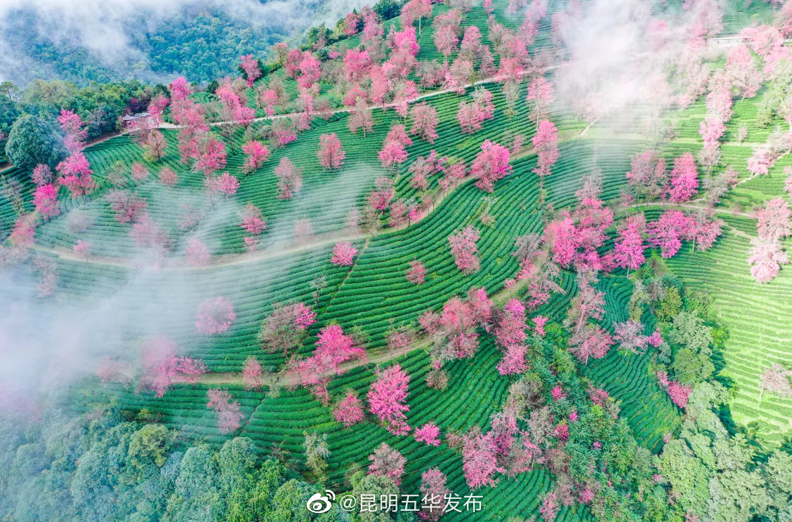 “昆明五华发布”微博