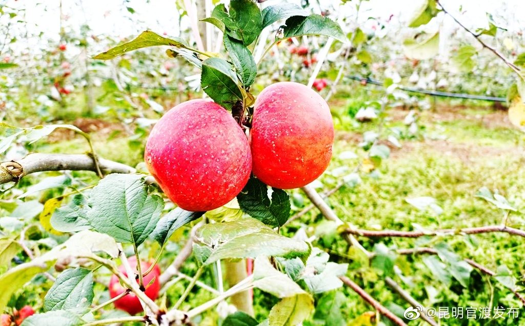 “昆明官渡发布”微博