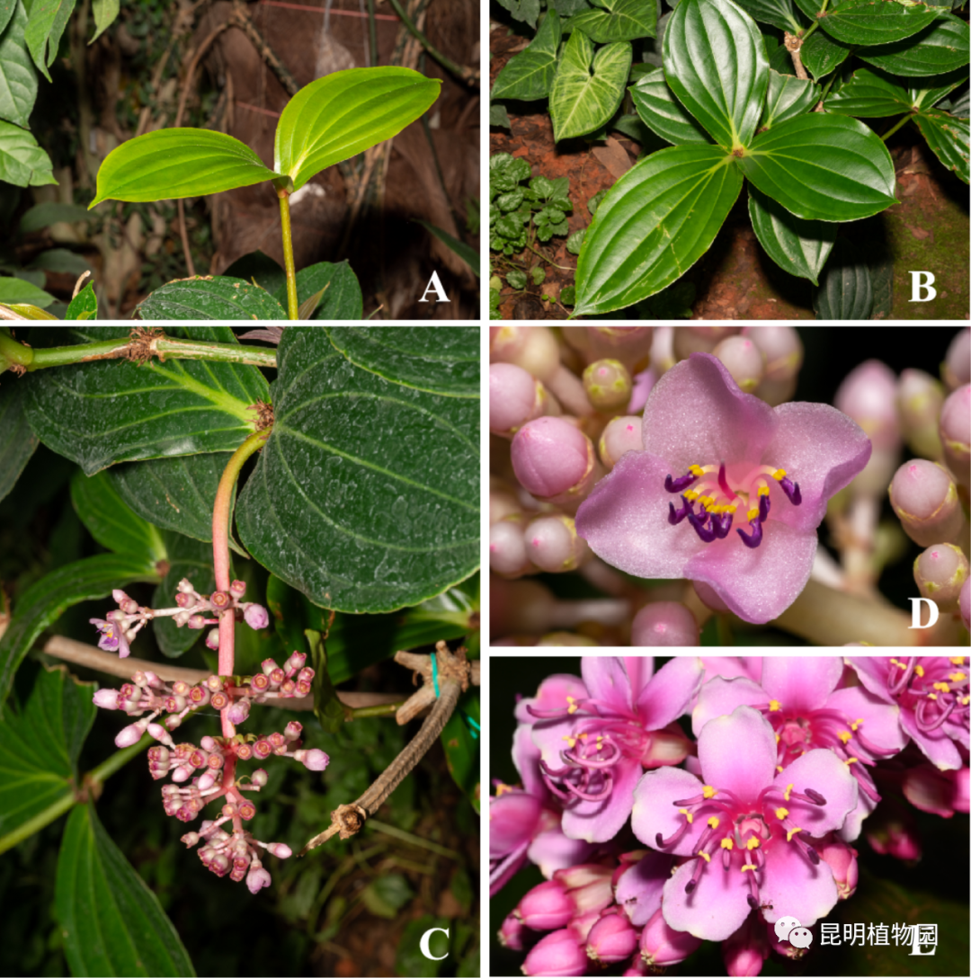 昆明植物园
