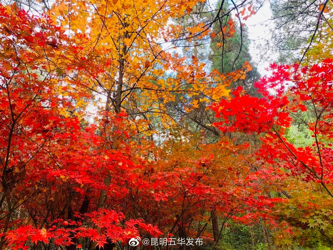 “昆明五华发布”微博