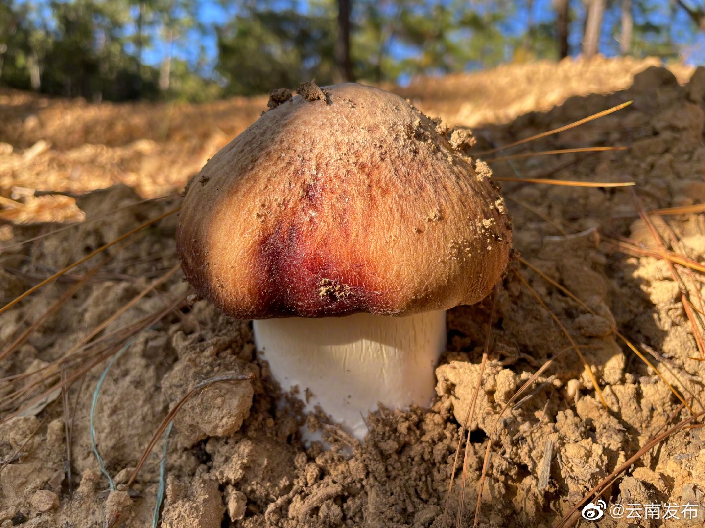 “云南发布”微博