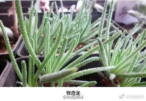 “云南发布”微博