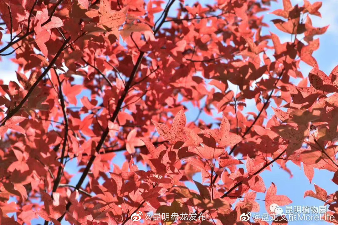 昆明盘龙发布