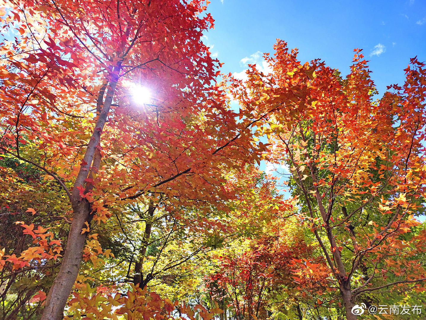 “云南发布”微博