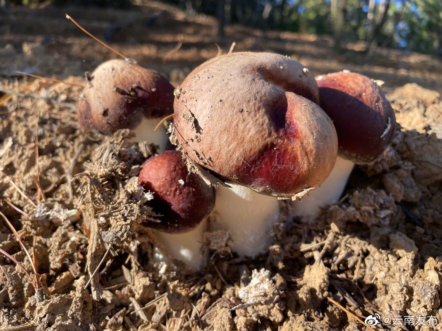 “云南发布”微博