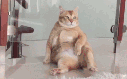 有种胖是熬夜熬出来的，想减肥真的不能熬夜