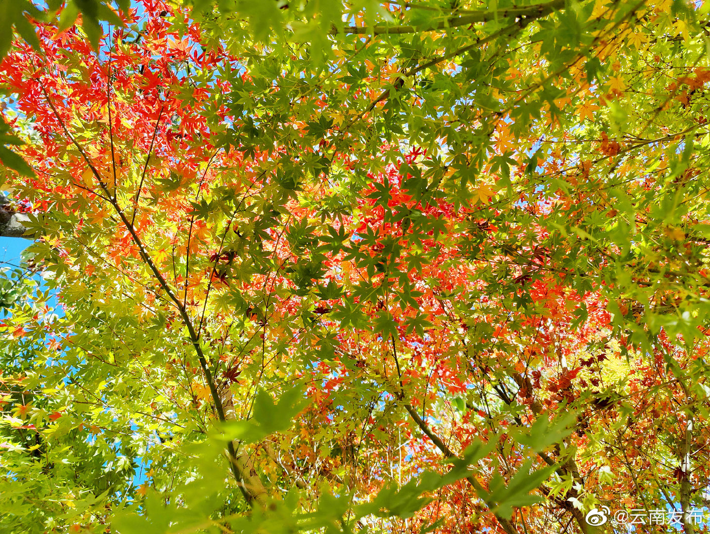 “云南发布”微博