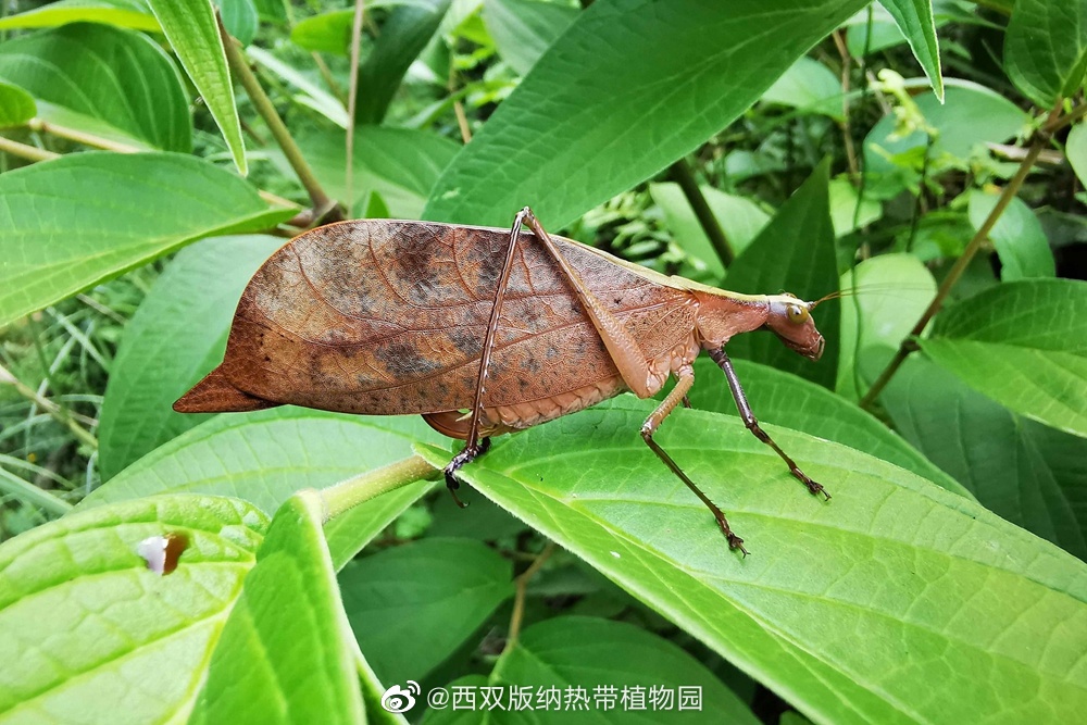 西双版纳热带植物园微博