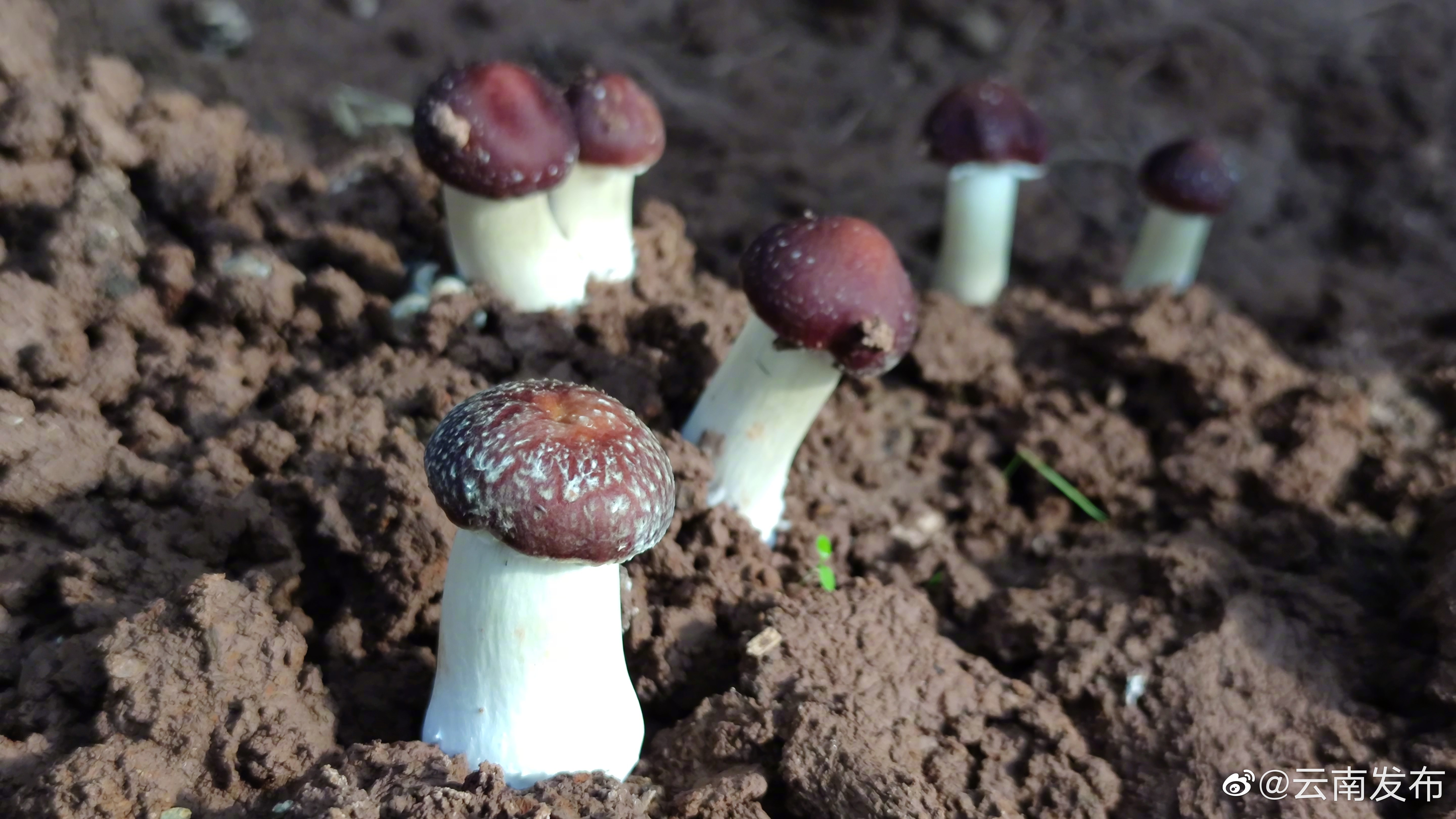 “云南发布”微博