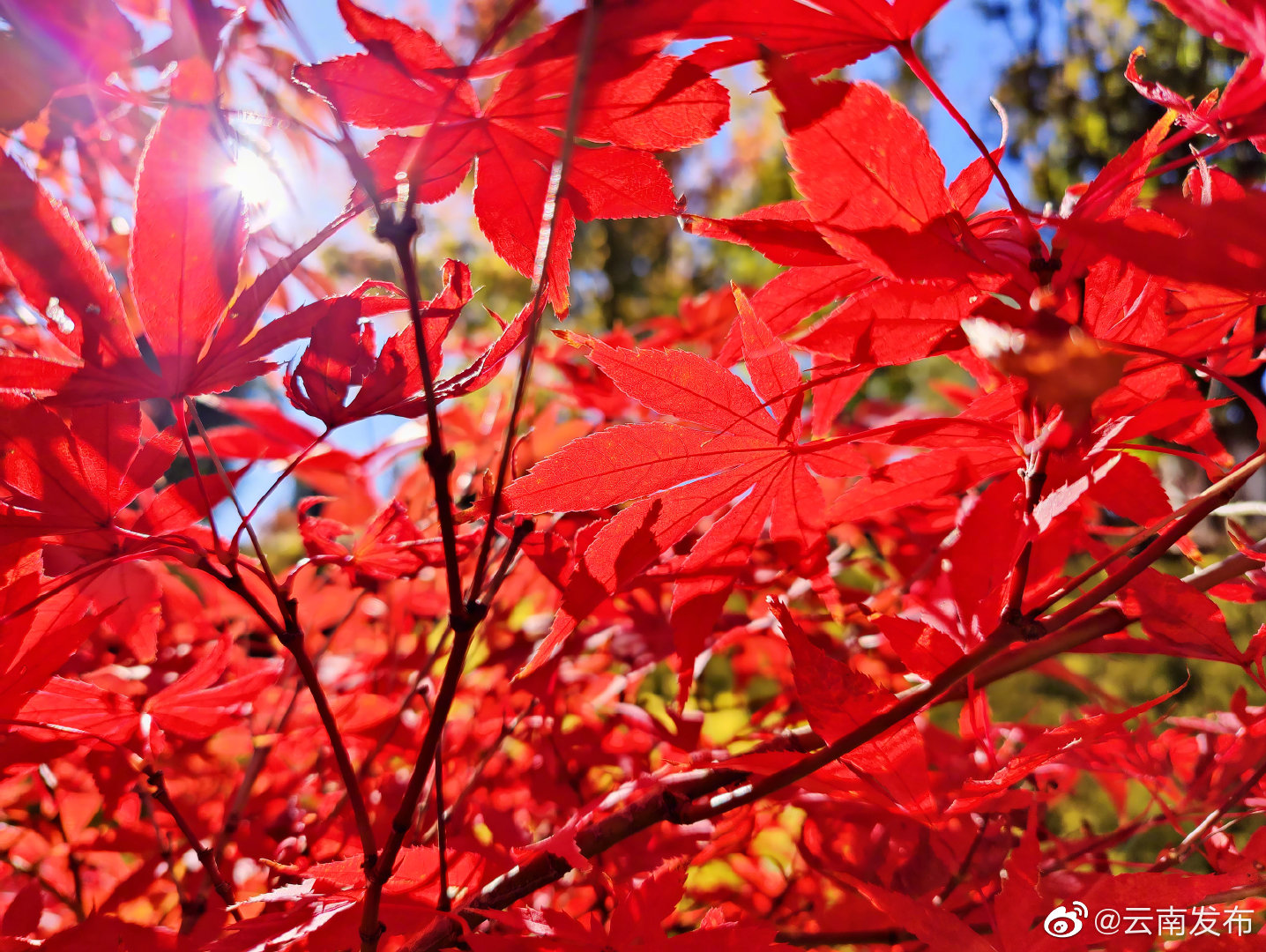 “云南发布”微博