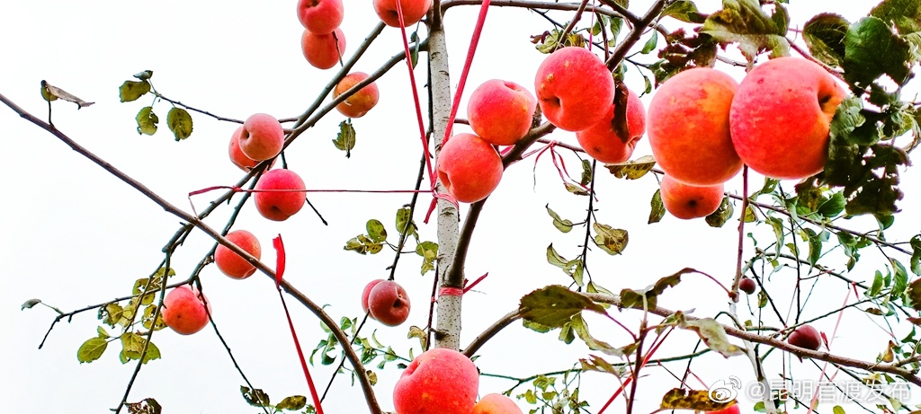 “昆明官渡发布”微博