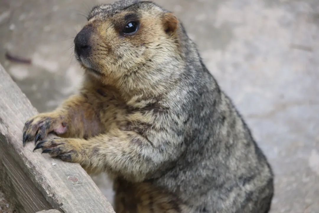 云南野生动物园