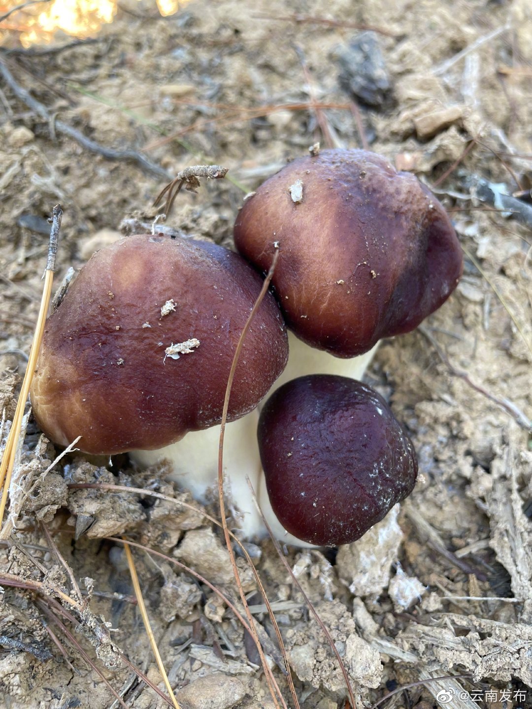 “云南发布”微博