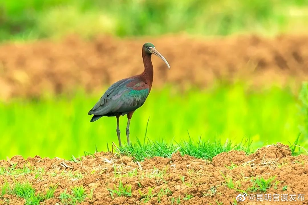 “昆明官渡发布”微博