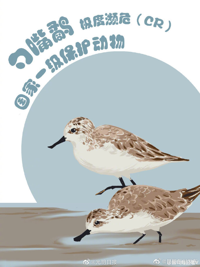 湿地水鸟知多少勺嘴鹬