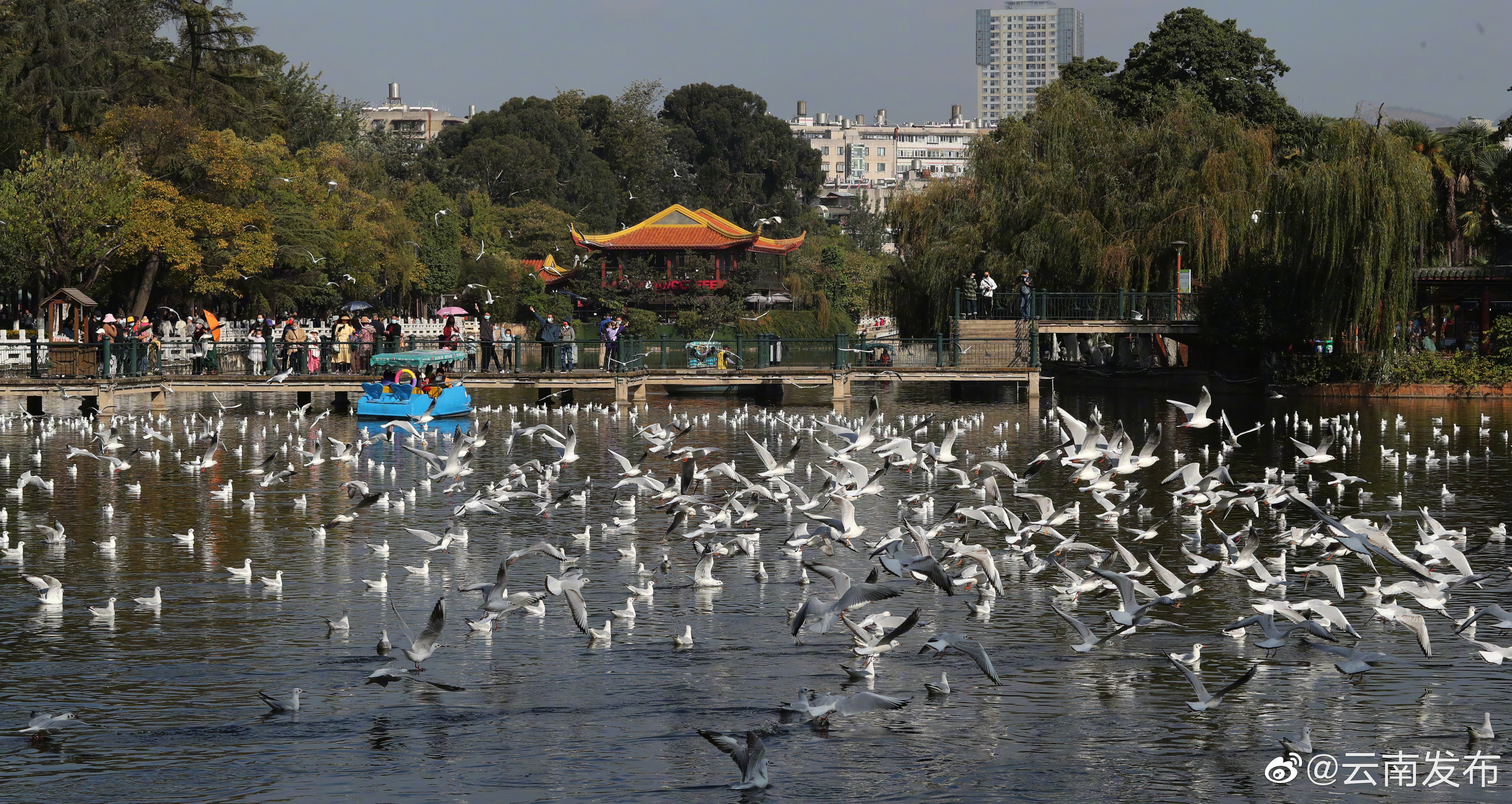 “云南发布”微博