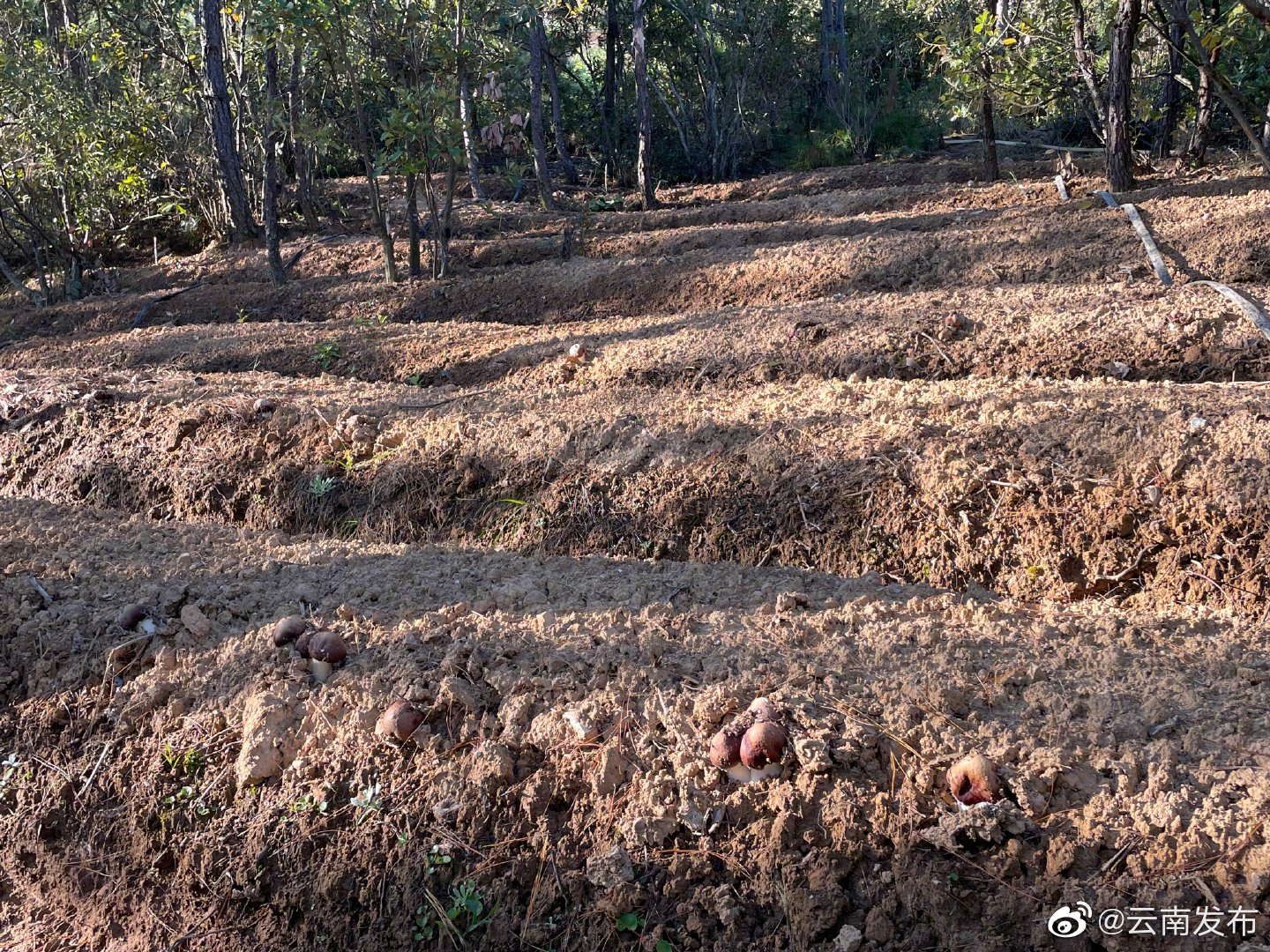 “云南发布”微博