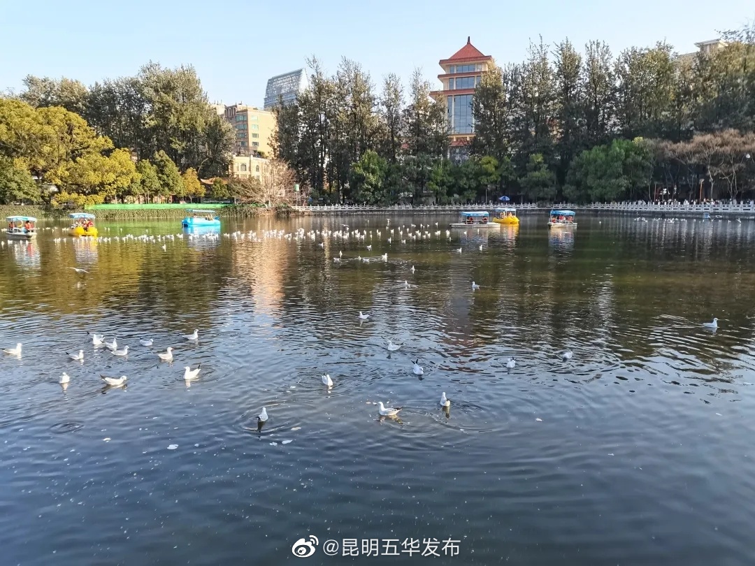 “昆明五华发布”微博