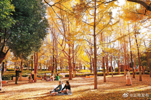 昆明市大观公园：初冬银杏满目金